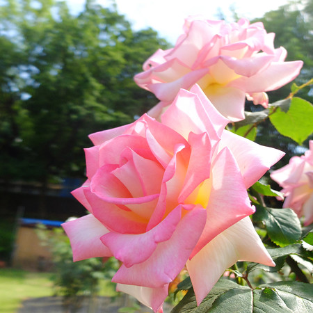 DSCF3778