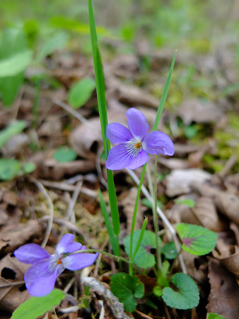 DSCF4504