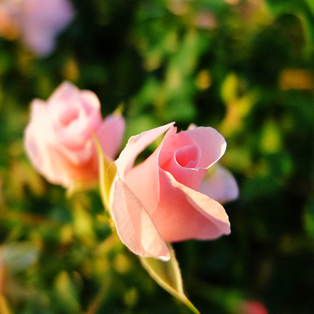 DSCF4967