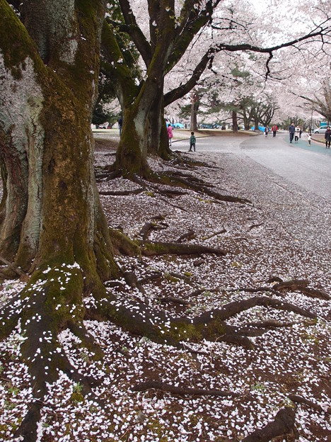 満面の桜の落ち花から浮き出た逞しい根