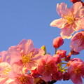 朝焼けの河津桜