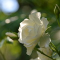 白薔薇の願い
