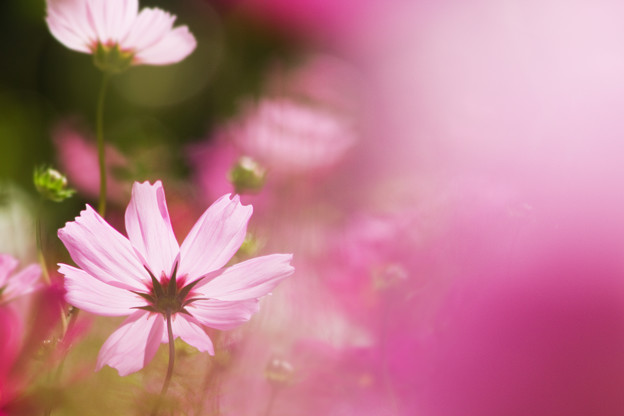 秋の花