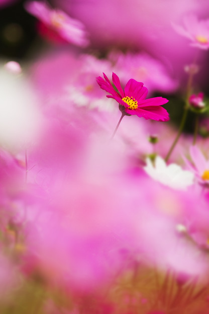 花束