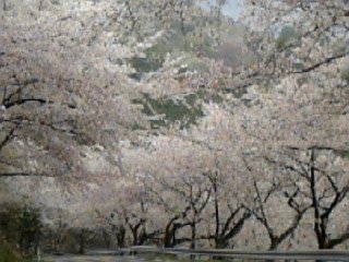 N山桜