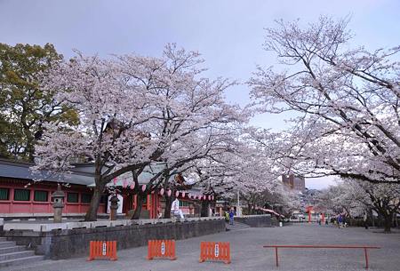 富士宮浅間神社桜祭り7