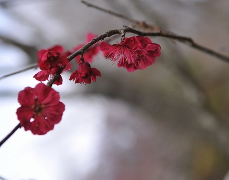 富士桜霊園の紅梅1