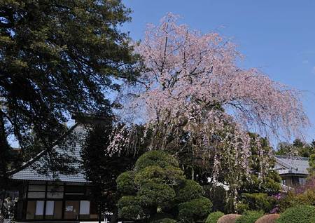 地蔵院門前枝垂れ桜10