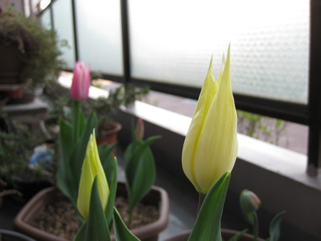 レモンイエローユリ咲きの「サッポロ」開花(4/29)
