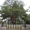 Photos: 北野天満宮（京都市上京区）