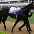 ｻﾄﾉｸﾗｳﾝ(3回中山8日 11R 第75回 皐月賞(GI)出走馬)
