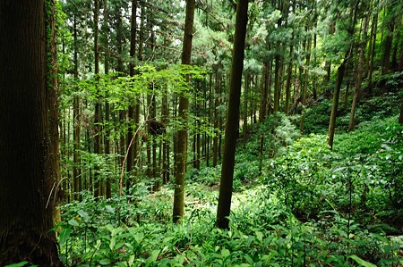 1106231231_DSC_2295