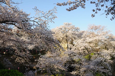 1104121709_DSC_4921