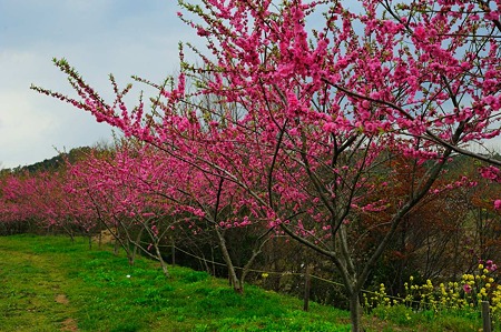 1104271033_DSC_9946