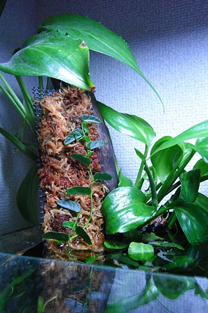 ツタsp.BAU産 3