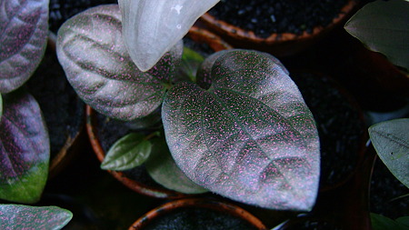 DSCF8034