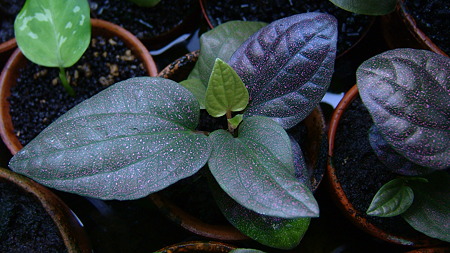 DSCF8039
