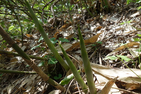 DSC03410