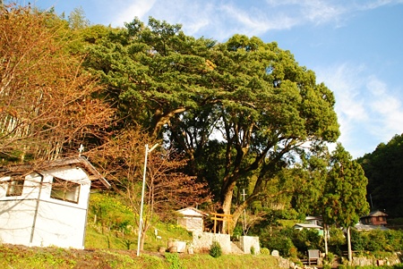 hikudukurino_ookusu01