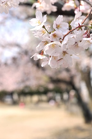 DSC_3275m