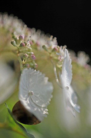 DSC_4157a