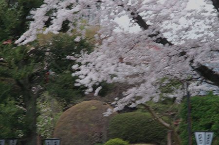 桜01