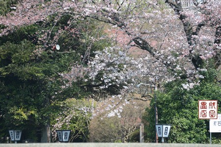 高橋屋さんの桜02