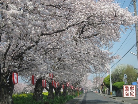 青毛掘川の桜05