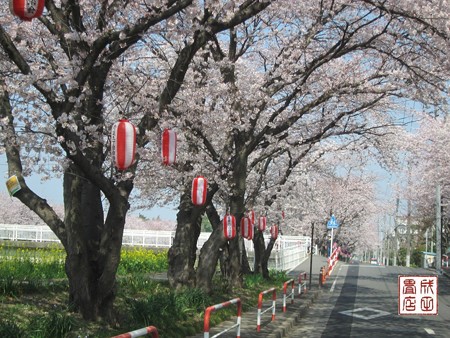 青毛掘川の桜08