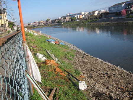 古利根川の桜08