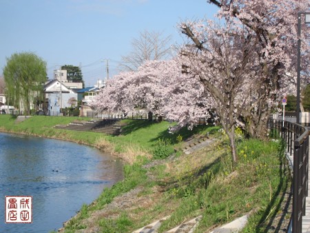 古利根川の桜10