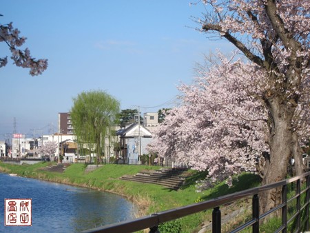 古利根川の桜11