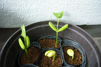 150529-4　なた豆の発芽