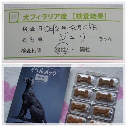 20120415 フィラリア検査結果&予防薬
