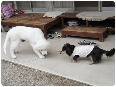 20120429 シンバとMARO(GIF)