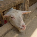 Photos: 顔出しヤギ