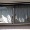 Photos: 窓辺の猫。