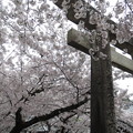 姫路神社の鳥居と桜