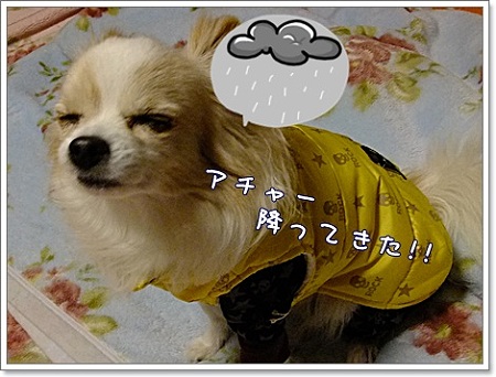 降ってきた!!