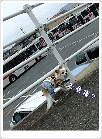 お昼寝