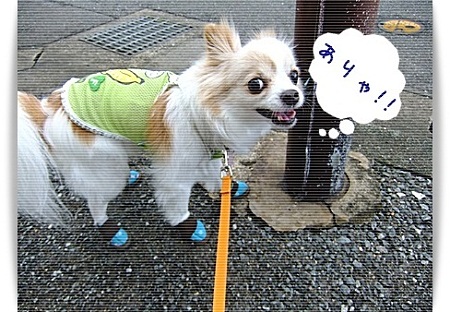 ありゃりゃ