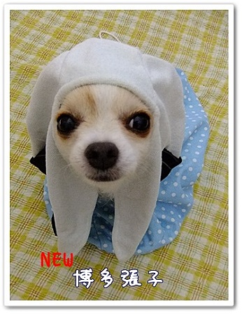 博多張子