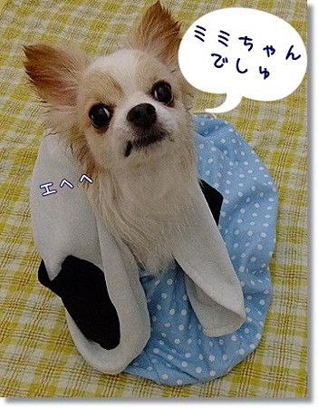 ミミちゃん