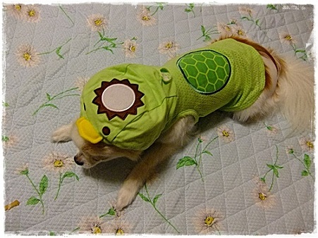 カッパ