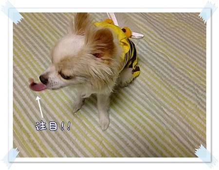 前世は?