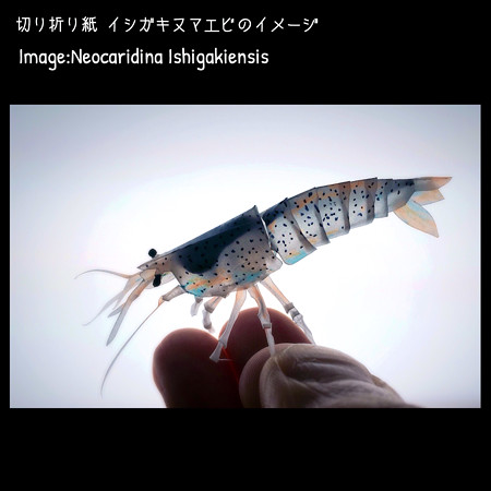 イシガキヌマエビのイメージ