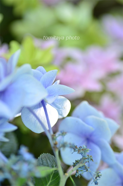 雨待ち通りの花