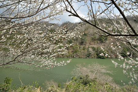 月ヶ瀬で梅撮影2012-4