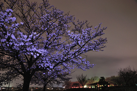 自力ライトアップで桜撮影・3
