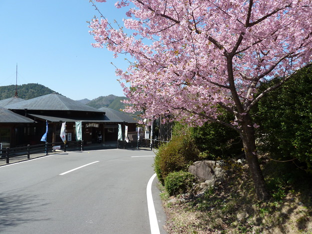 清水健康館_桜 (2)